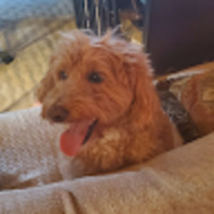 Meet your Posher, Ada